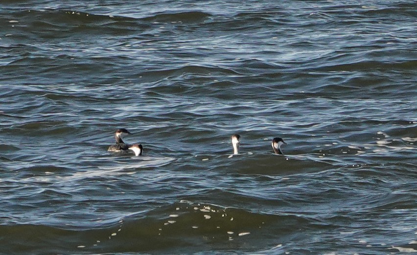 Красношейная поганка - ML646799650