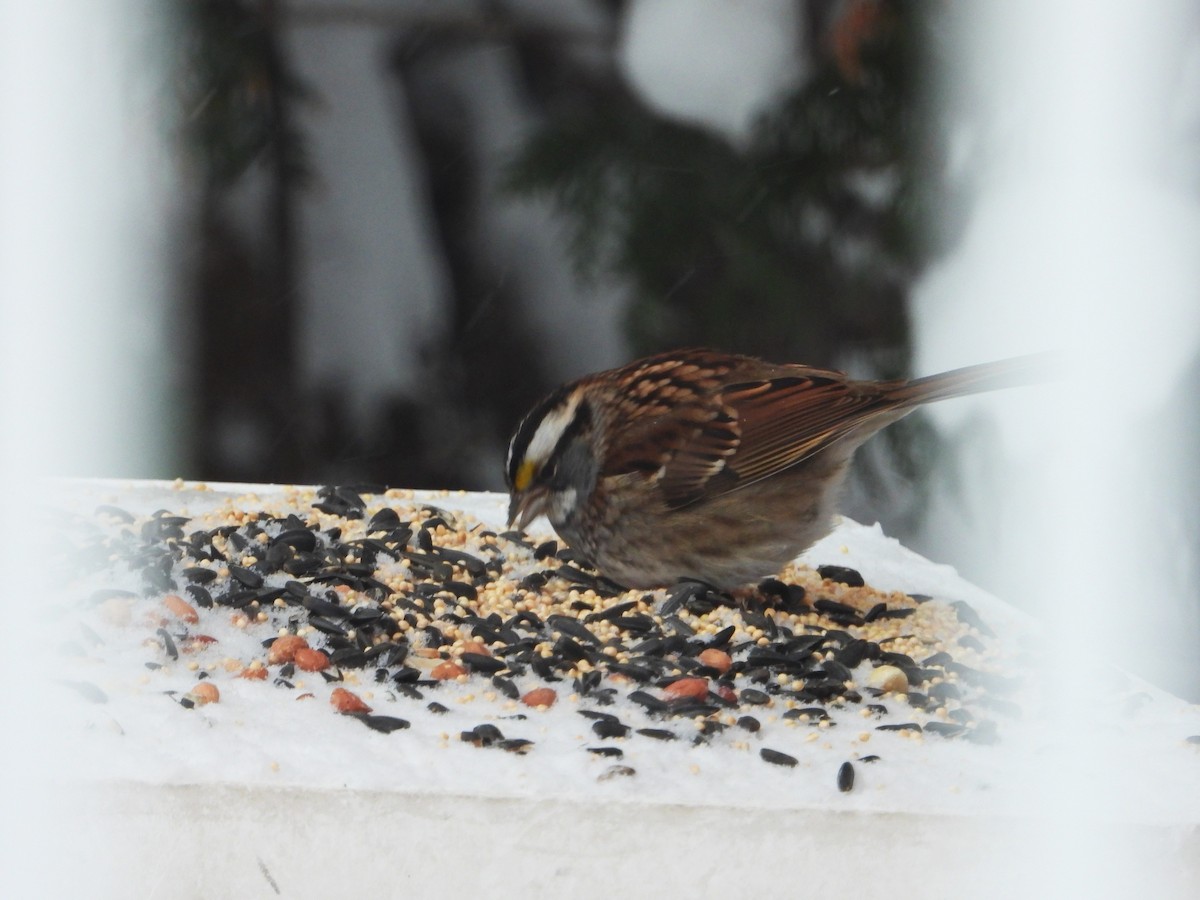 White-throated Sparrow - ML646799653