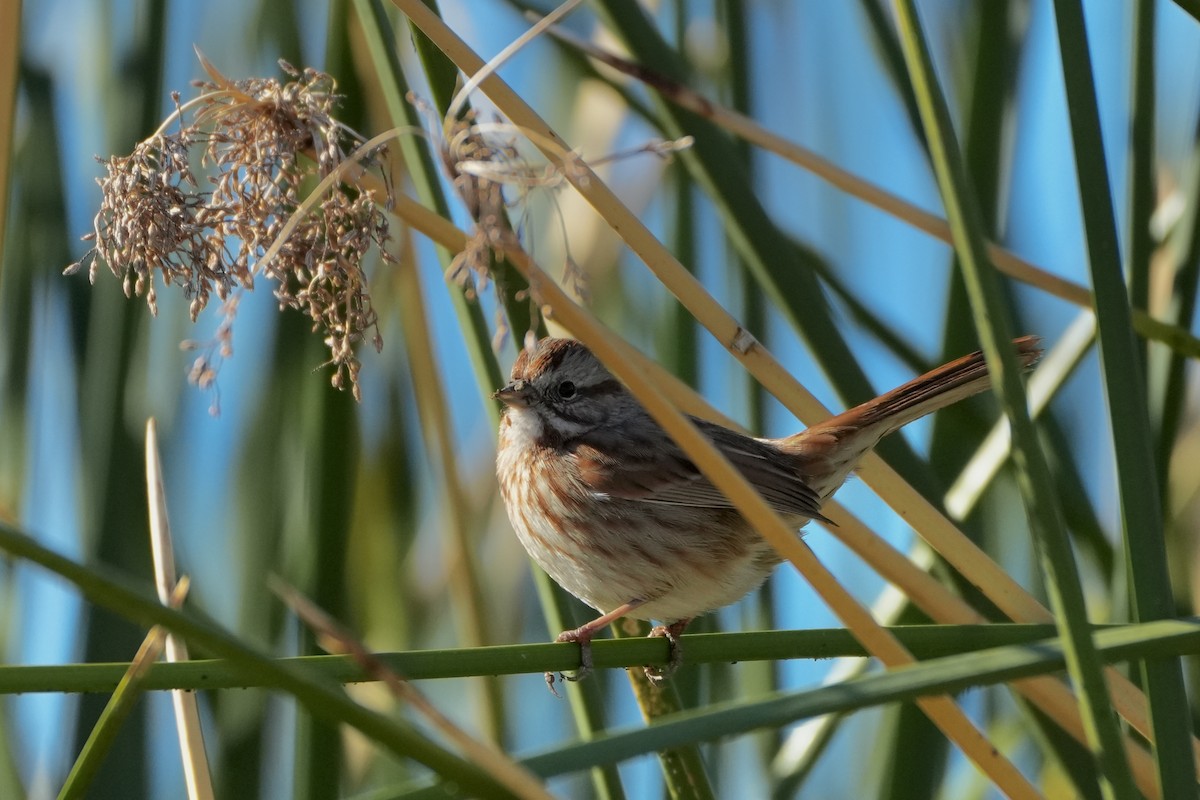 Song Sparrow - ML646799654