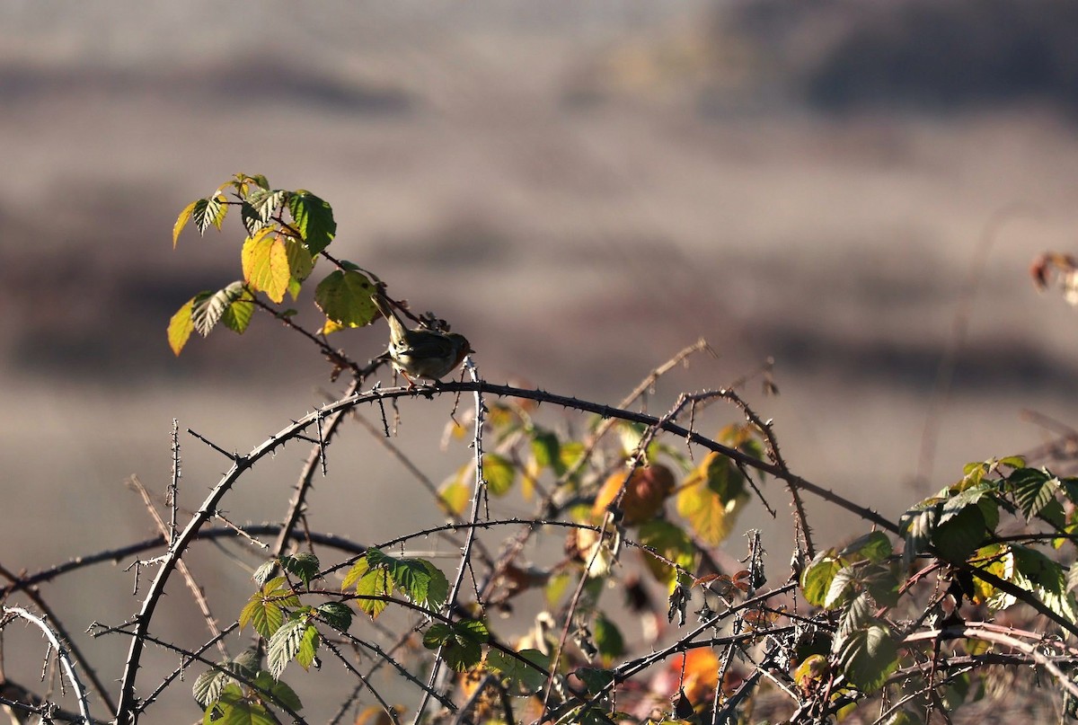 European Robin - ML646799657