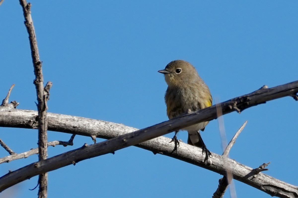 Yellow-rumped Warbler - ML646799659