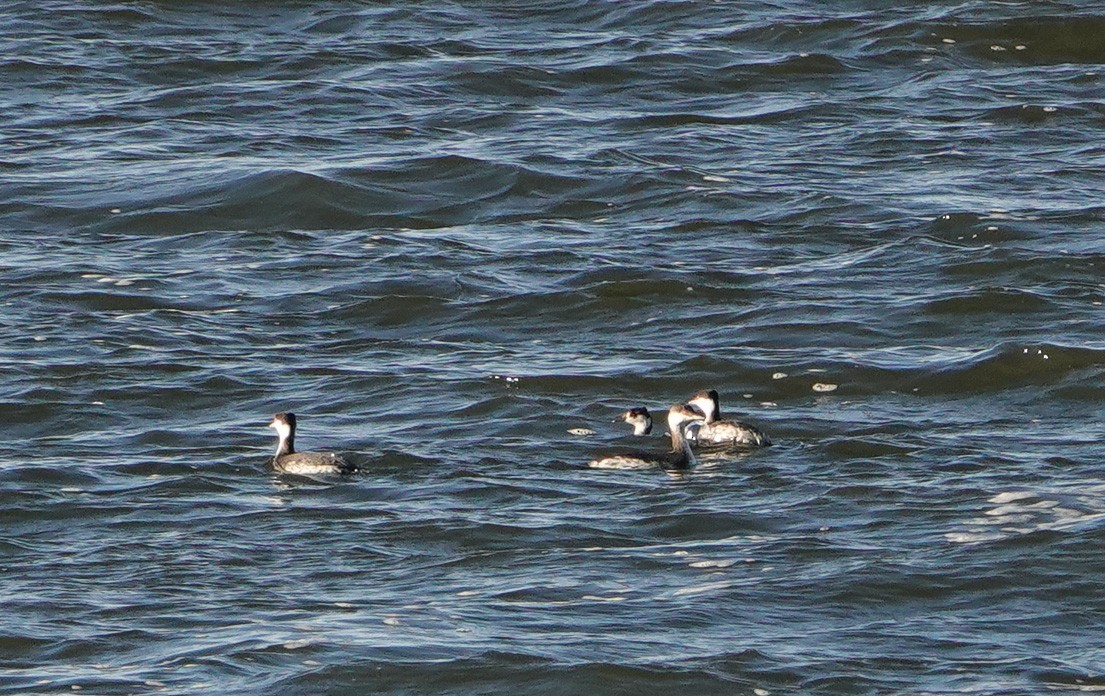 Красношейная поганка - ML646799660