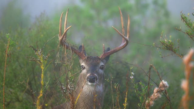 White-tailed Deer - ML646799665