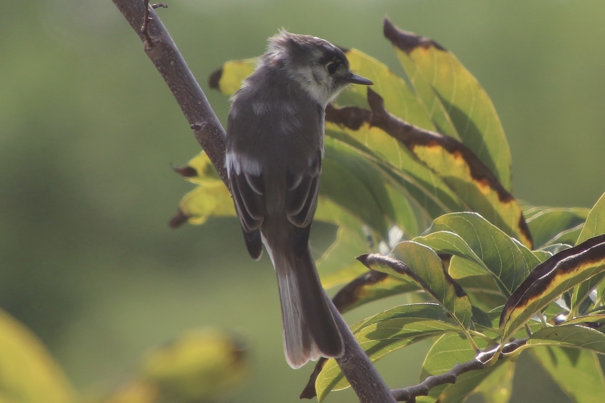 Cuban Pewee - ML646799668