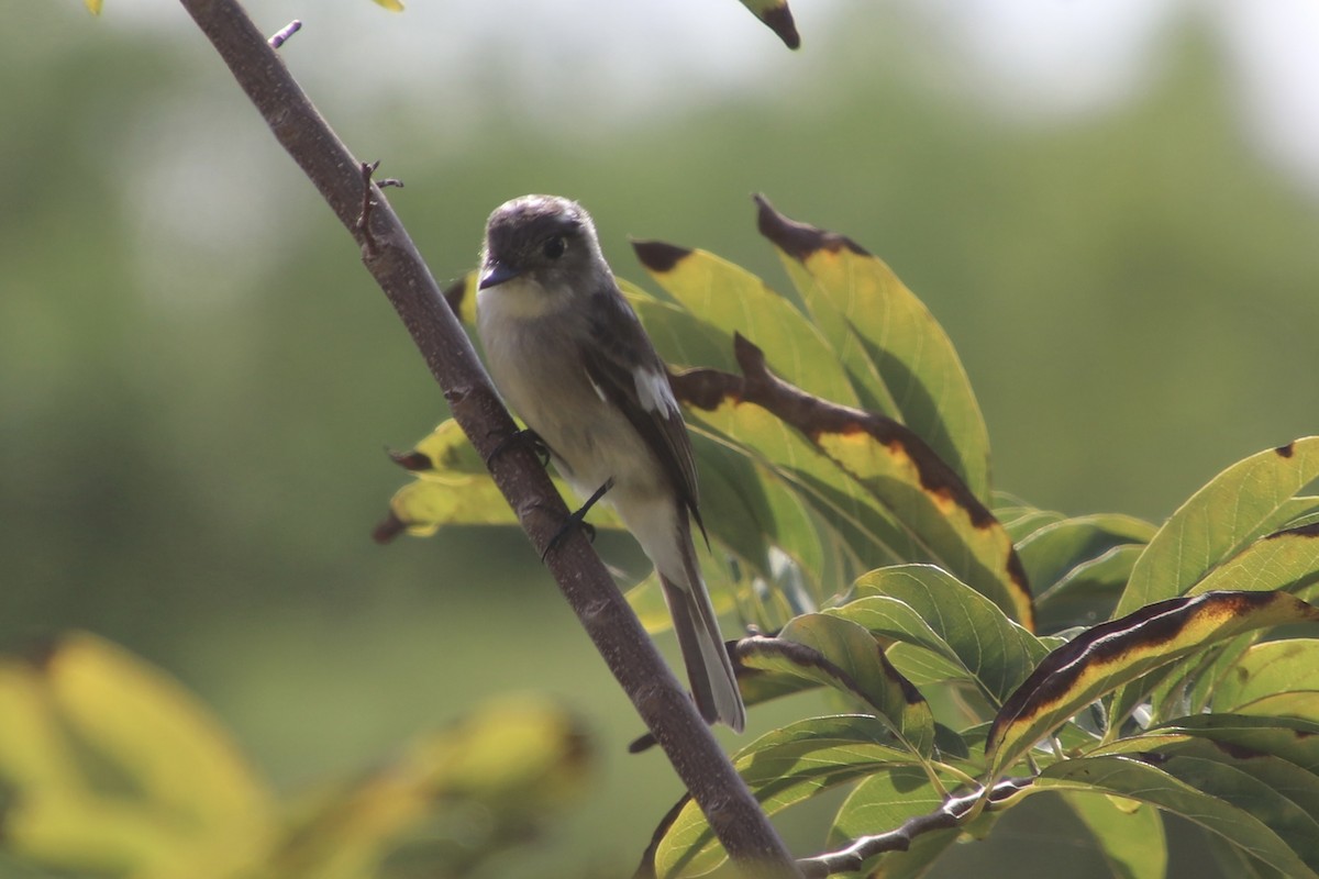 Cuban Pewee - ML646799669