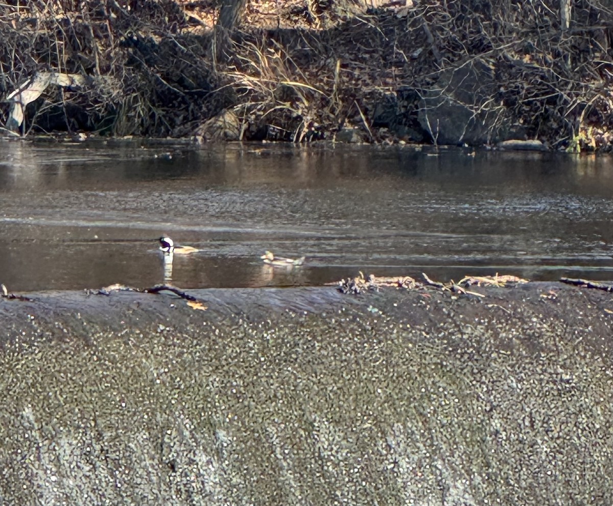 Капюшоновый крохаль - ML646799670