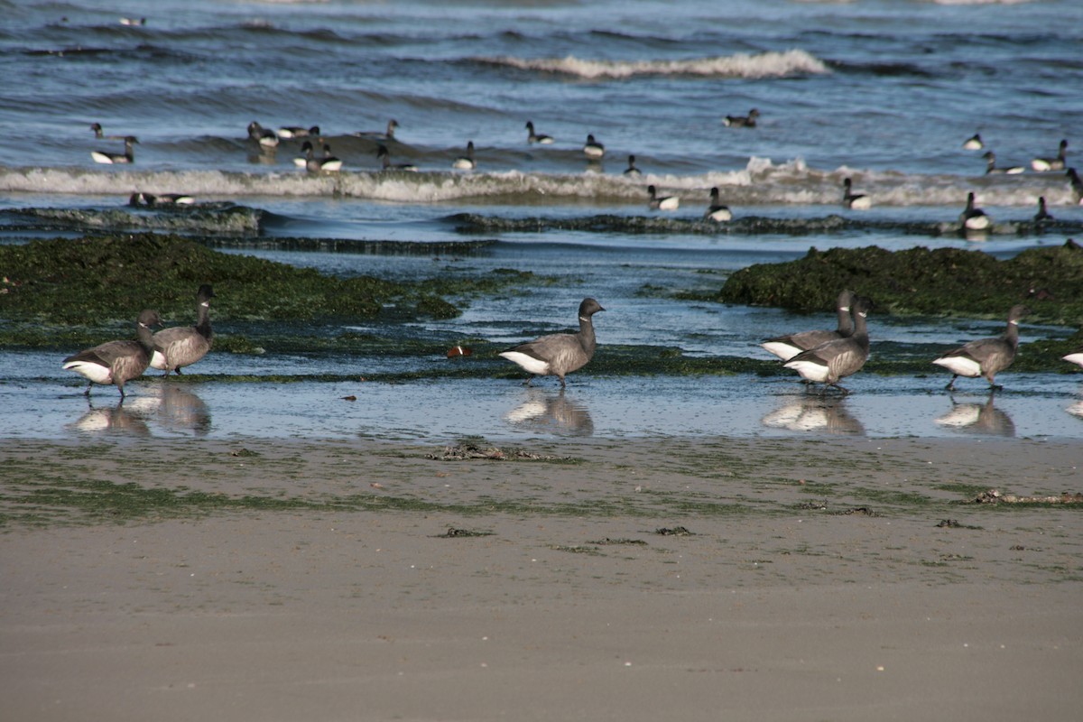 Branta musubeltza - ML646799671