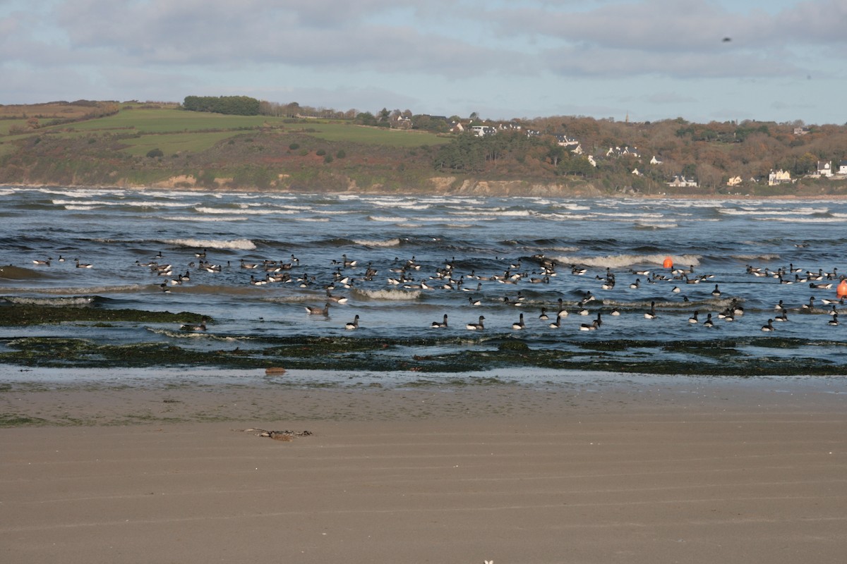 Branta musubeltza - ML646799673