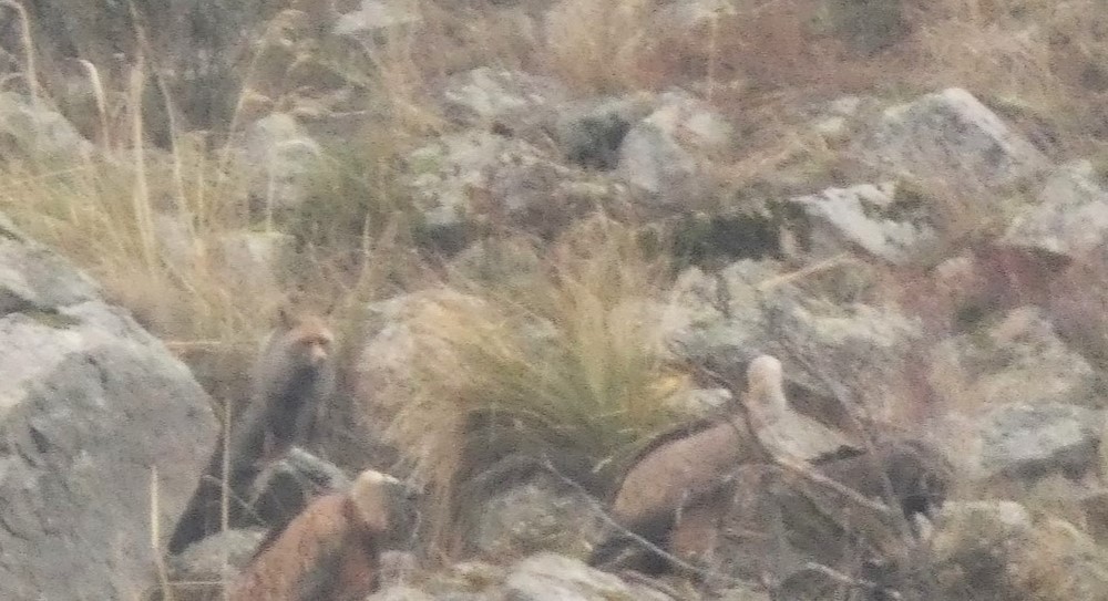 Iberian Red Fox - ML646799677