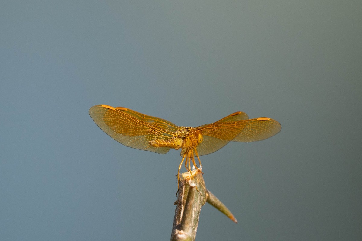Mexican Amberwing - ML646799678