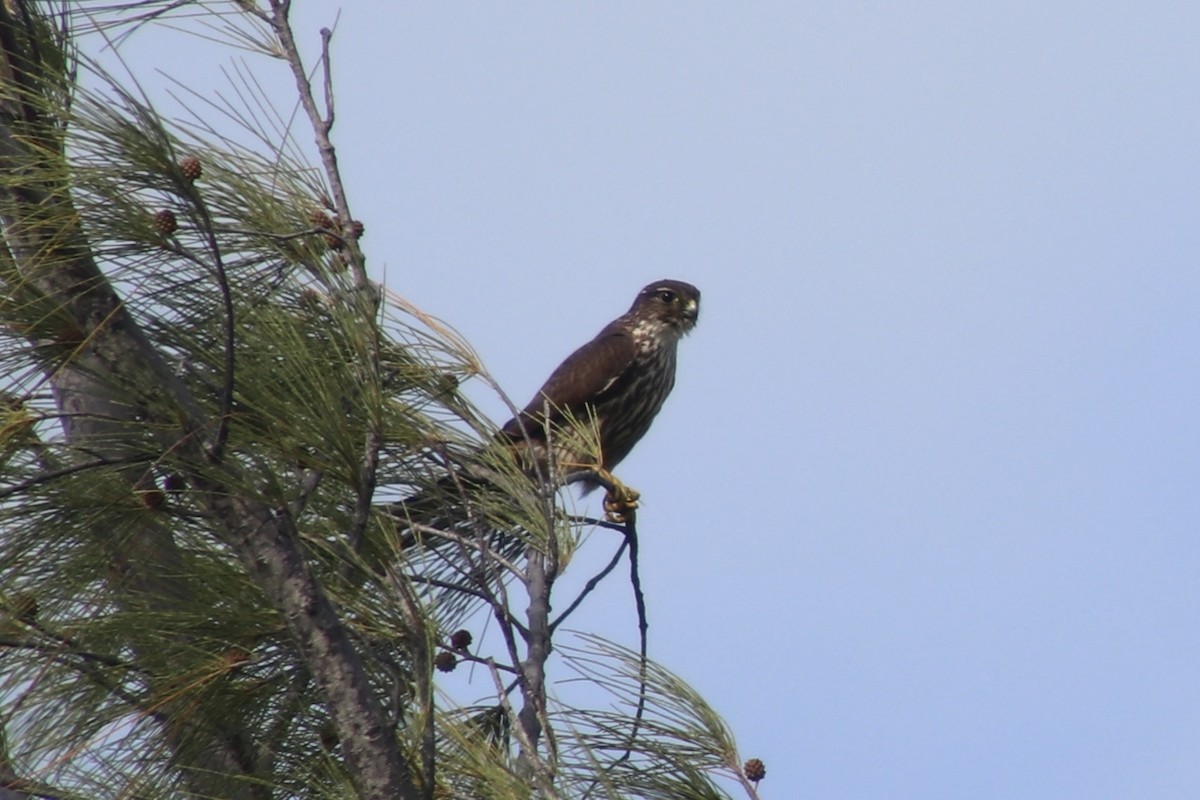 Belatz txikia - ML646799680