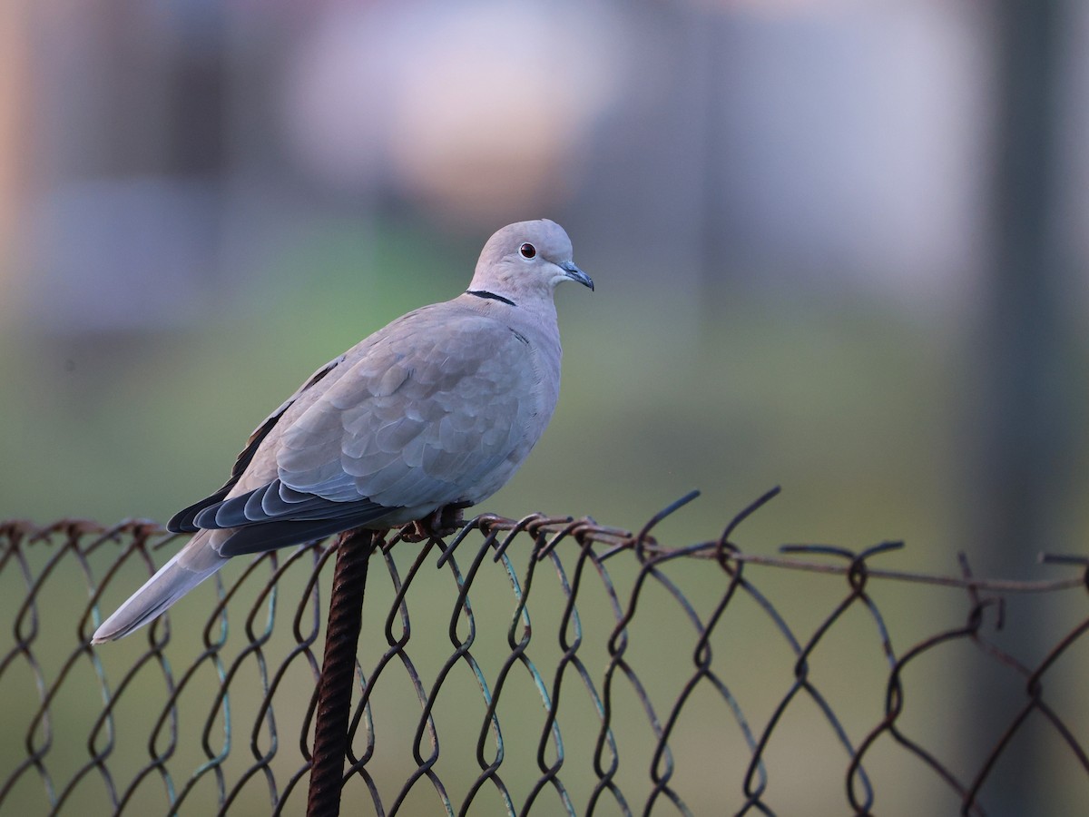 灰斑鳩 - ML646799682