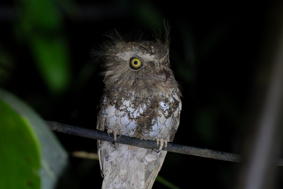 パラワンマグチヨタカ - ML646799686