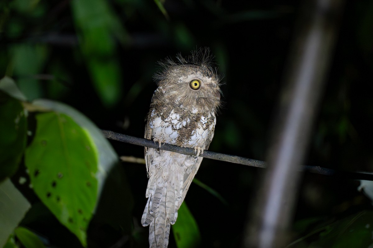 パラワンマグチヨタカ - ML646799687