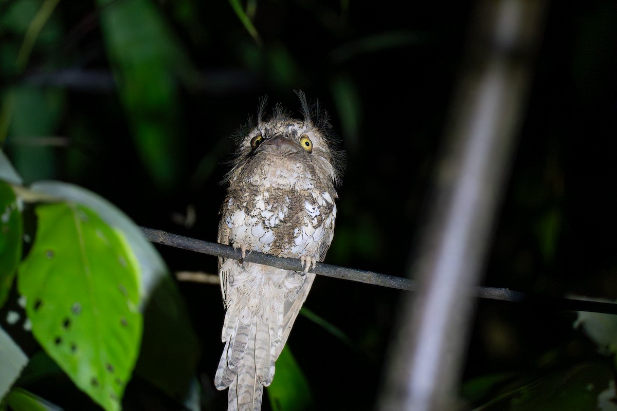 パラワンマグチヨタカ - ML646799688