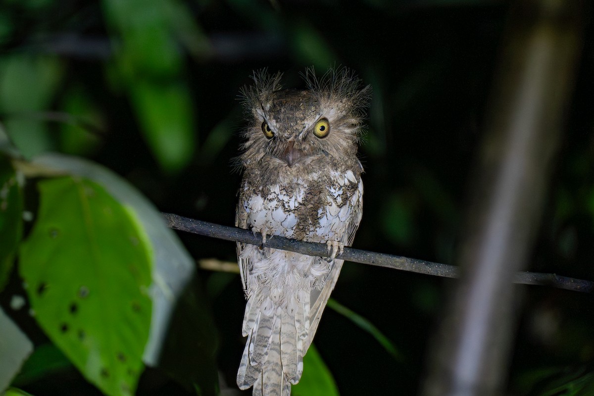 パラワンマグチヨタカ - ML646799689