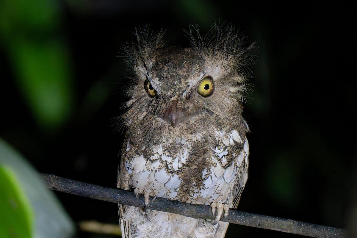 パラワンマグチヨタカ - ML646799690