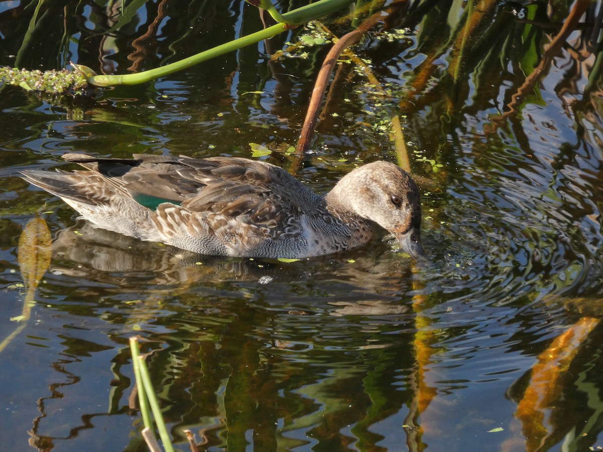 Green-winged Teal - ML646799691