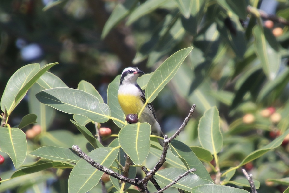 Bananaquit - ML646799692