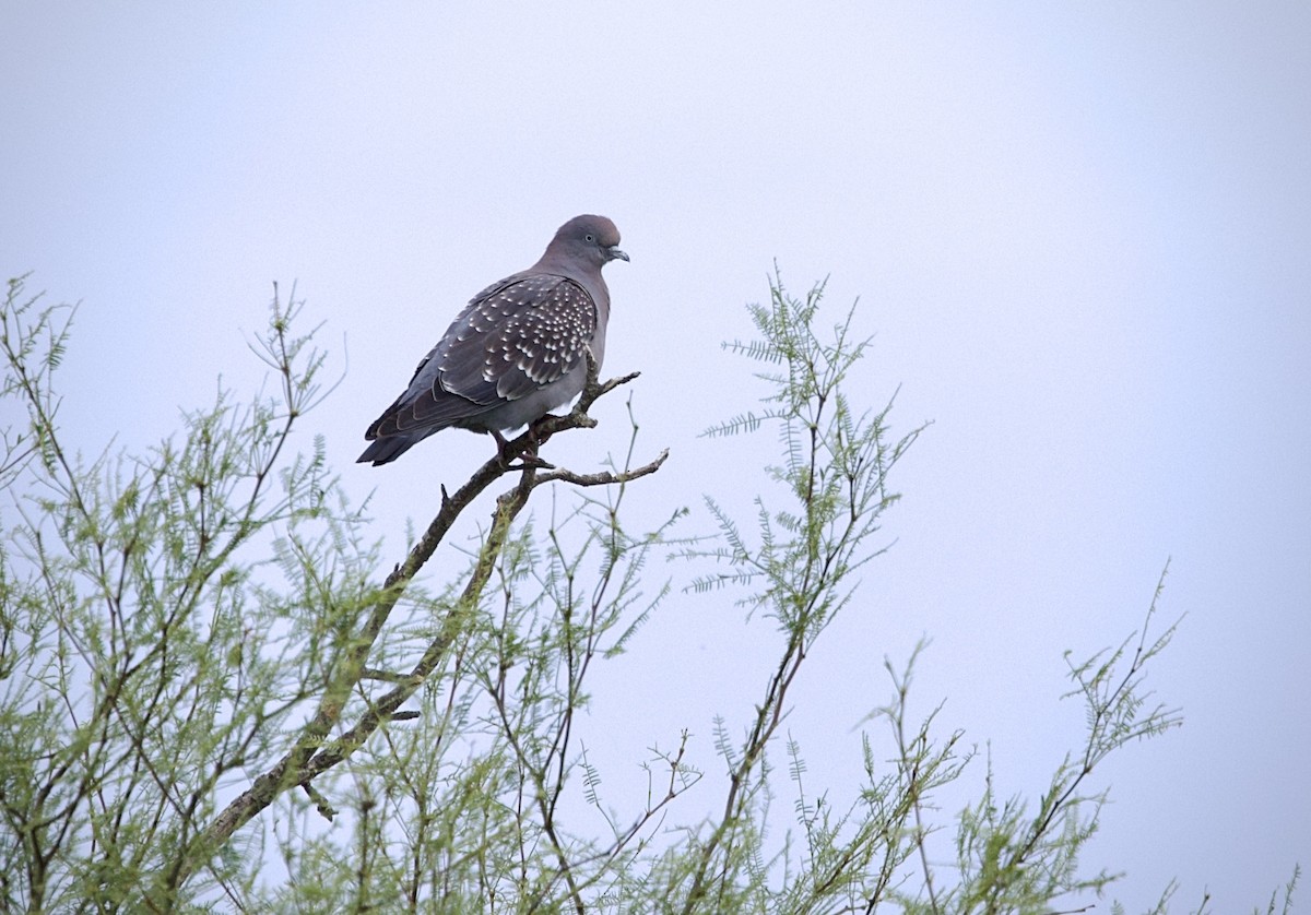 Spot-winged Pigeon - ML646799694