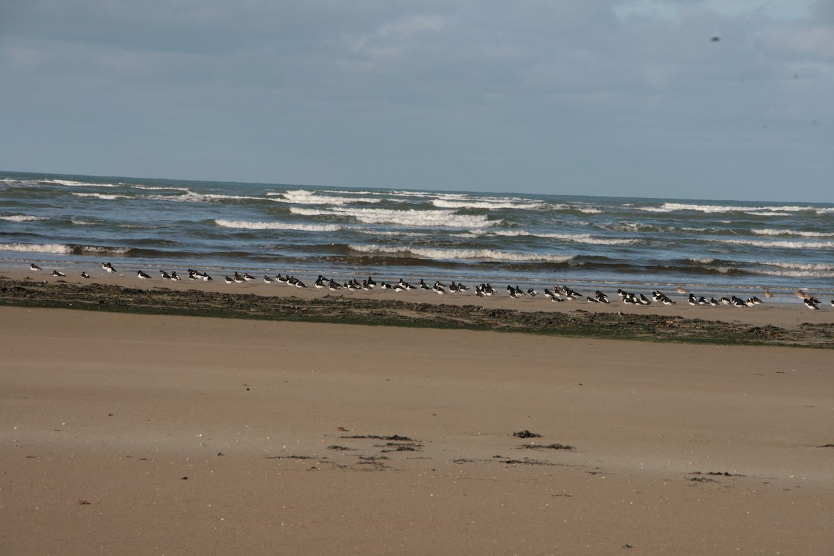 Itsas mika eurasiarra - ML646799701