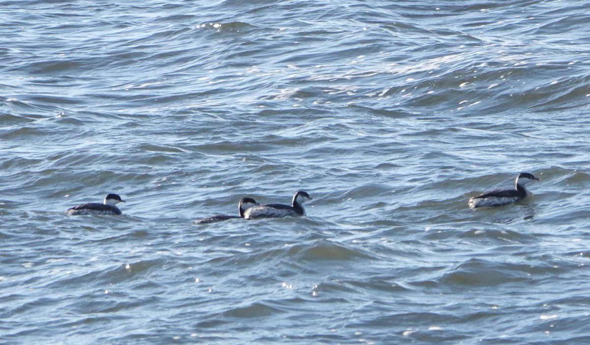 Красношейная поганка - ML646799702