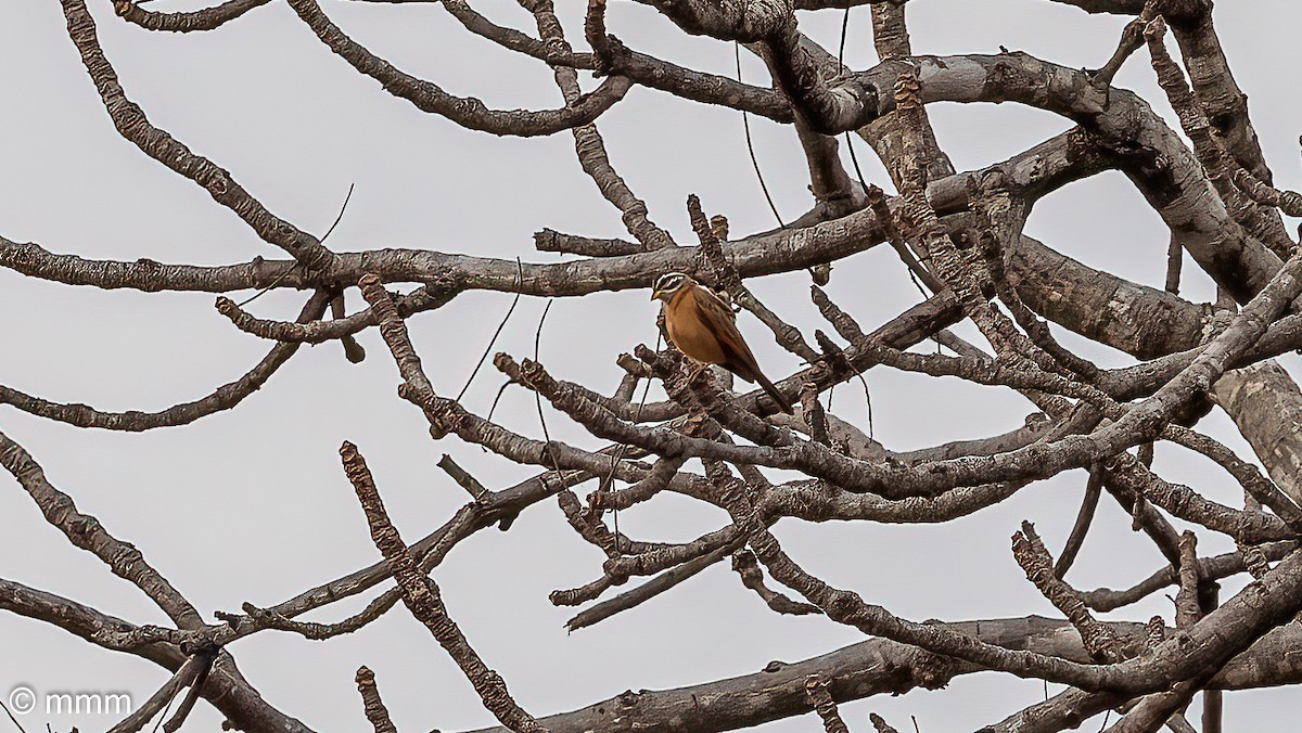 askestrupespurv - ML646799705