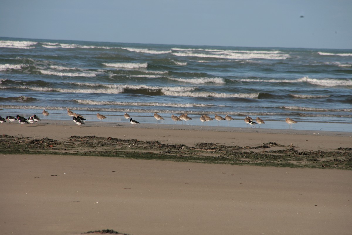 Kurlinta handia - ML646799706