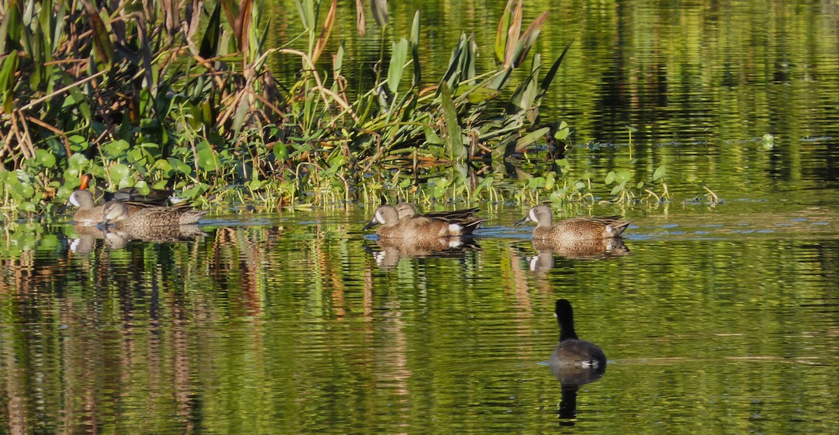 Blue-winged Teal - ML646799707