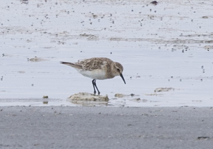 Байрдийн элсэг - ML646799708