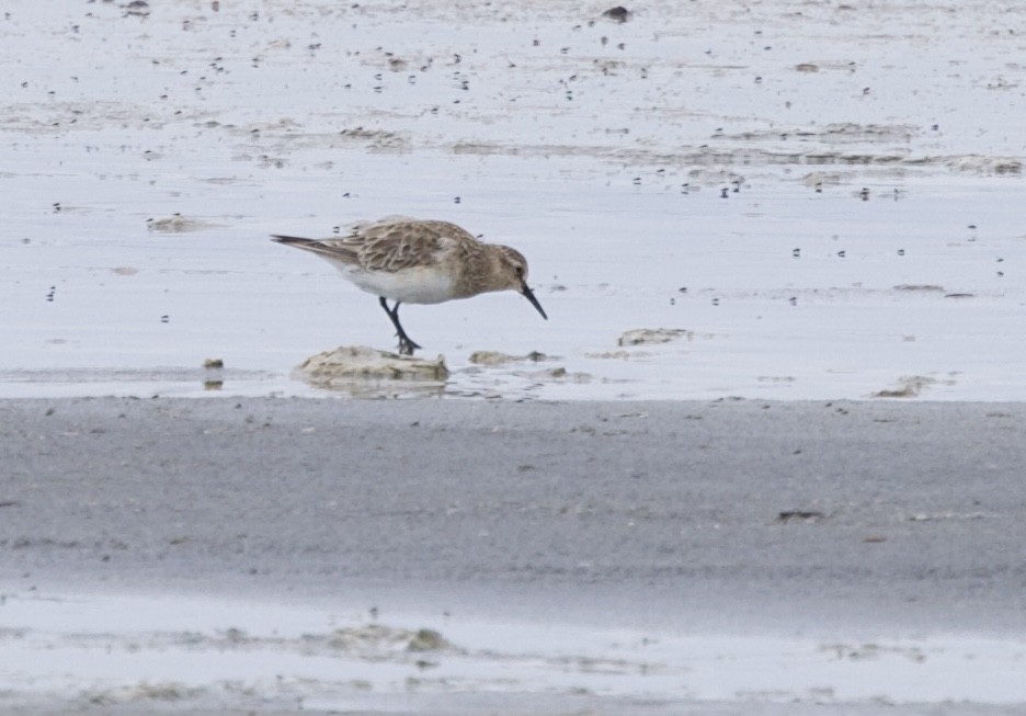 Байрдийн элсэг - ML646799709