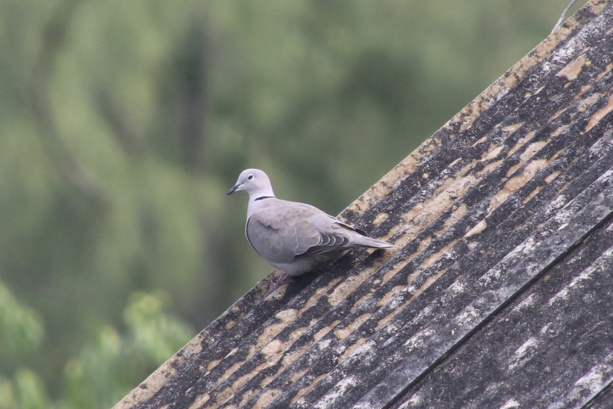 Usapal turkiarra - ML646799710