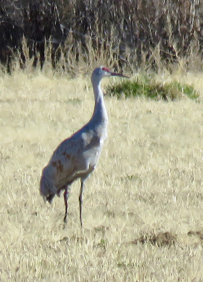 Sandhill Crane - ML646799711