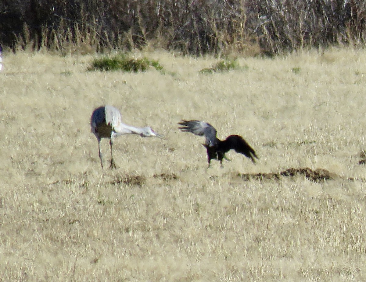 Sandhill Crane - ML646799712