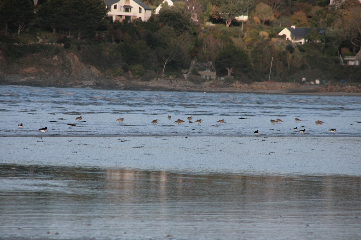 Kurlinta handia - ML646799718