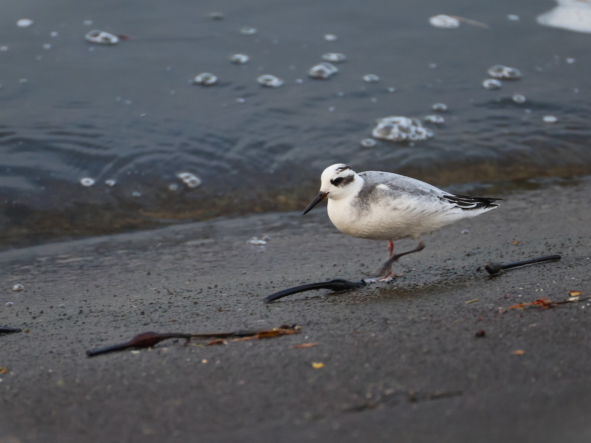 Kızıl Denizdüdükçünü - ML646799721