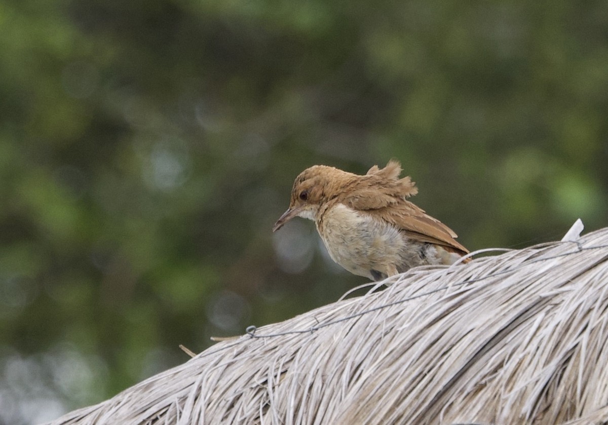 Rufous Hornero - ML646799722