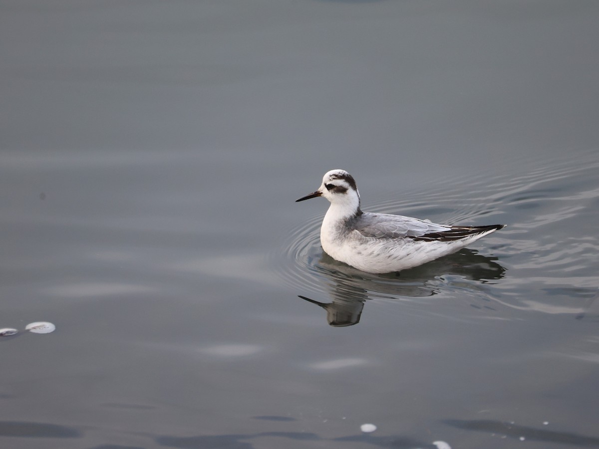 Kızıl Denizdüdükçünü - ML646799728