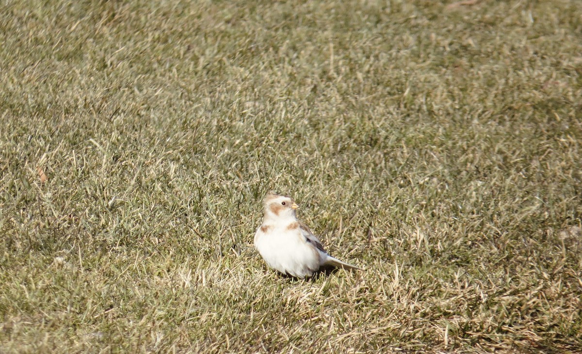 Snow Bunting - ML646799730