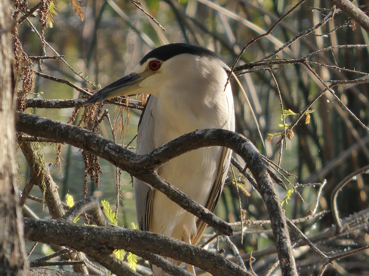 Black-crowned Night Heron - ML646799731
