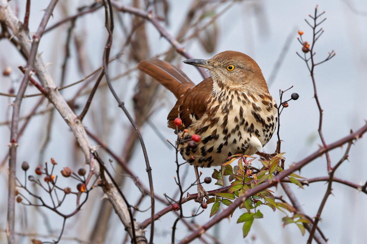 Brown Thrasher - ML646799733