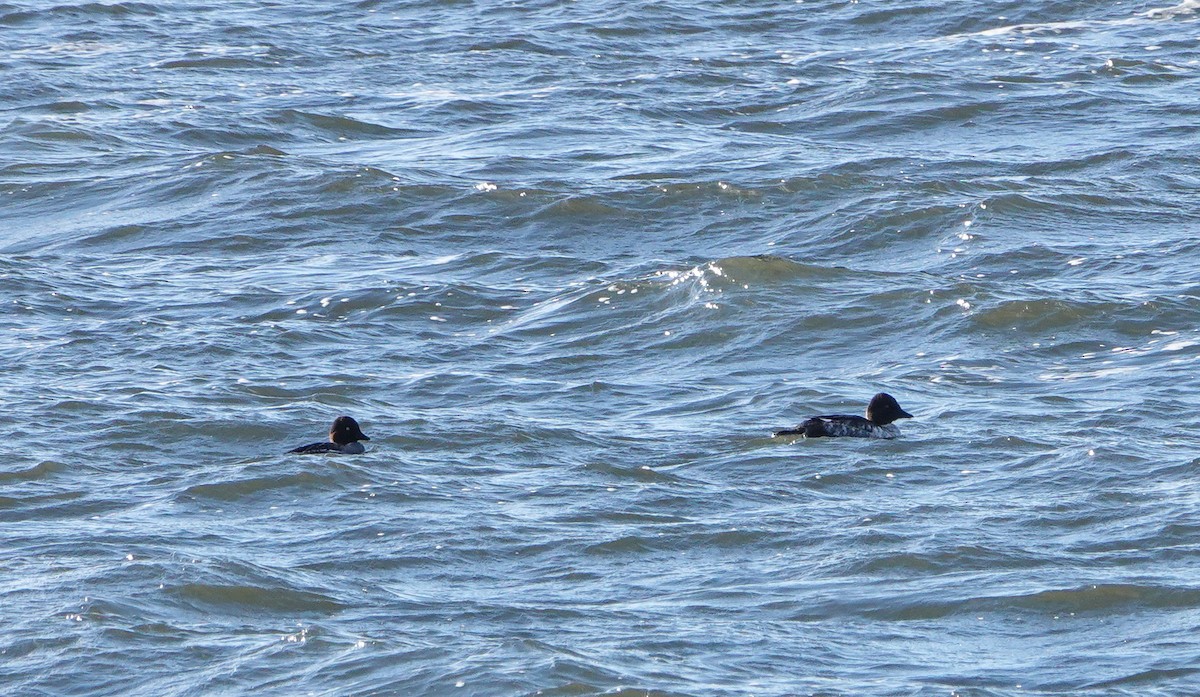 Porrón Osculado - ML646799734