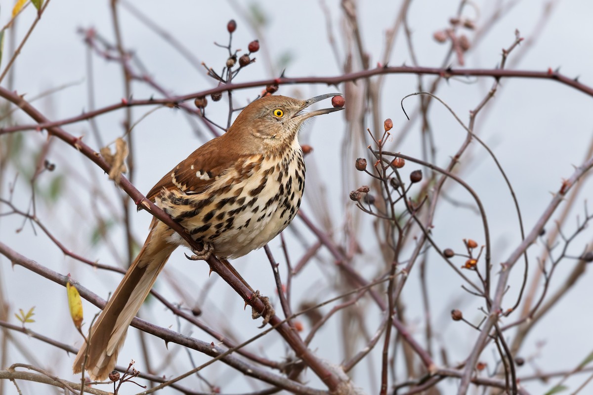 Brown Thrasher - ML646799735