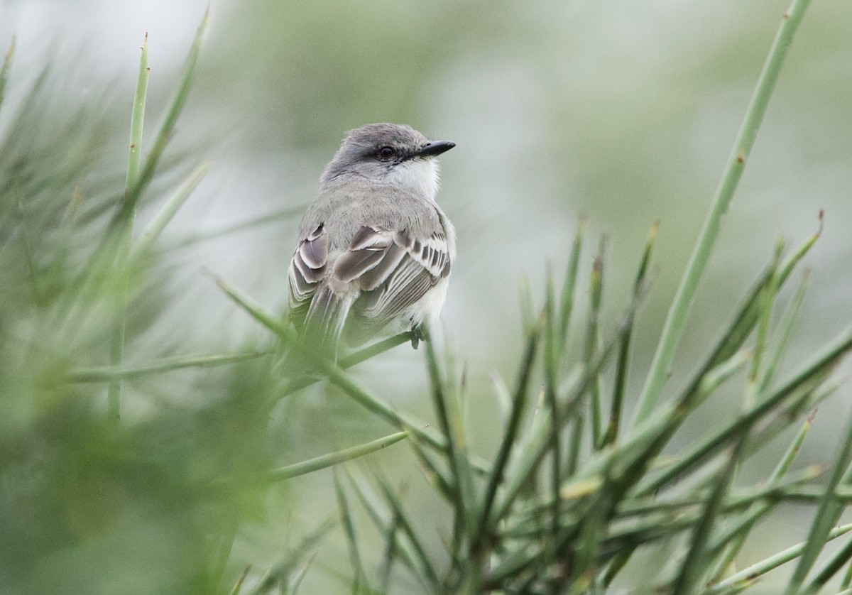 Suiriri Flycatcher - ML646799736