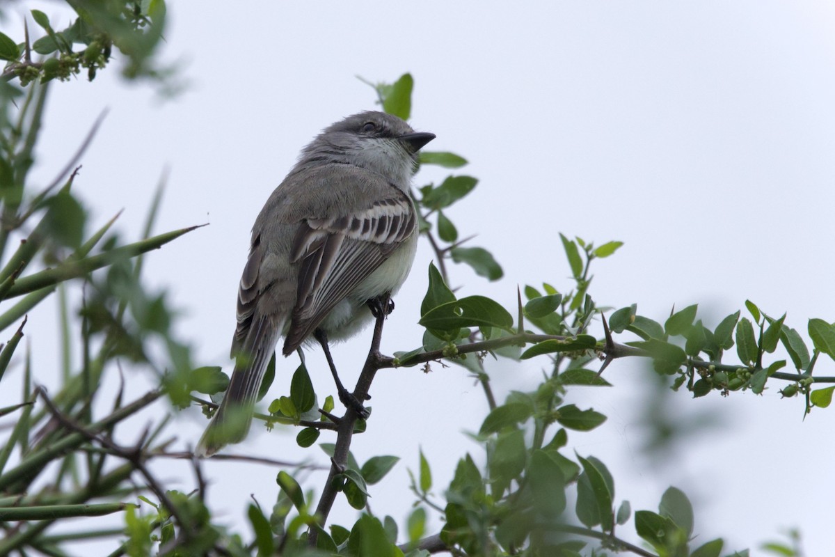 Suiriri Flycatcher - ML646799737