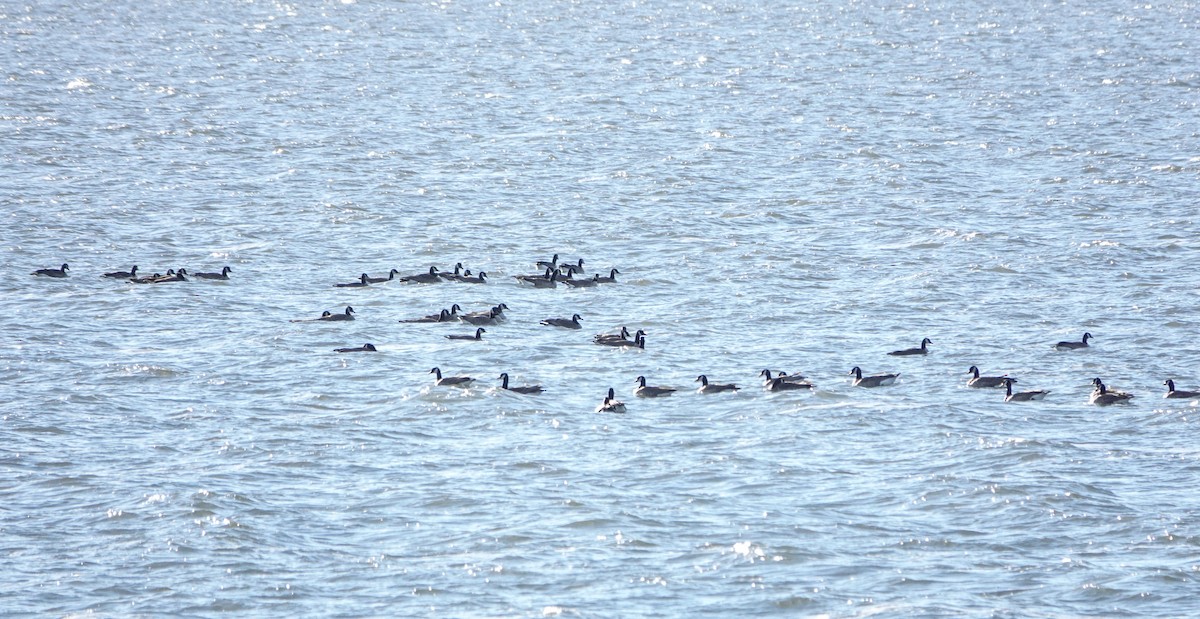 Barnacla Canadiense Grande - ML646799744