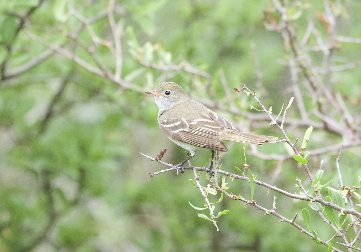 Élénie à bec court - ML646799753