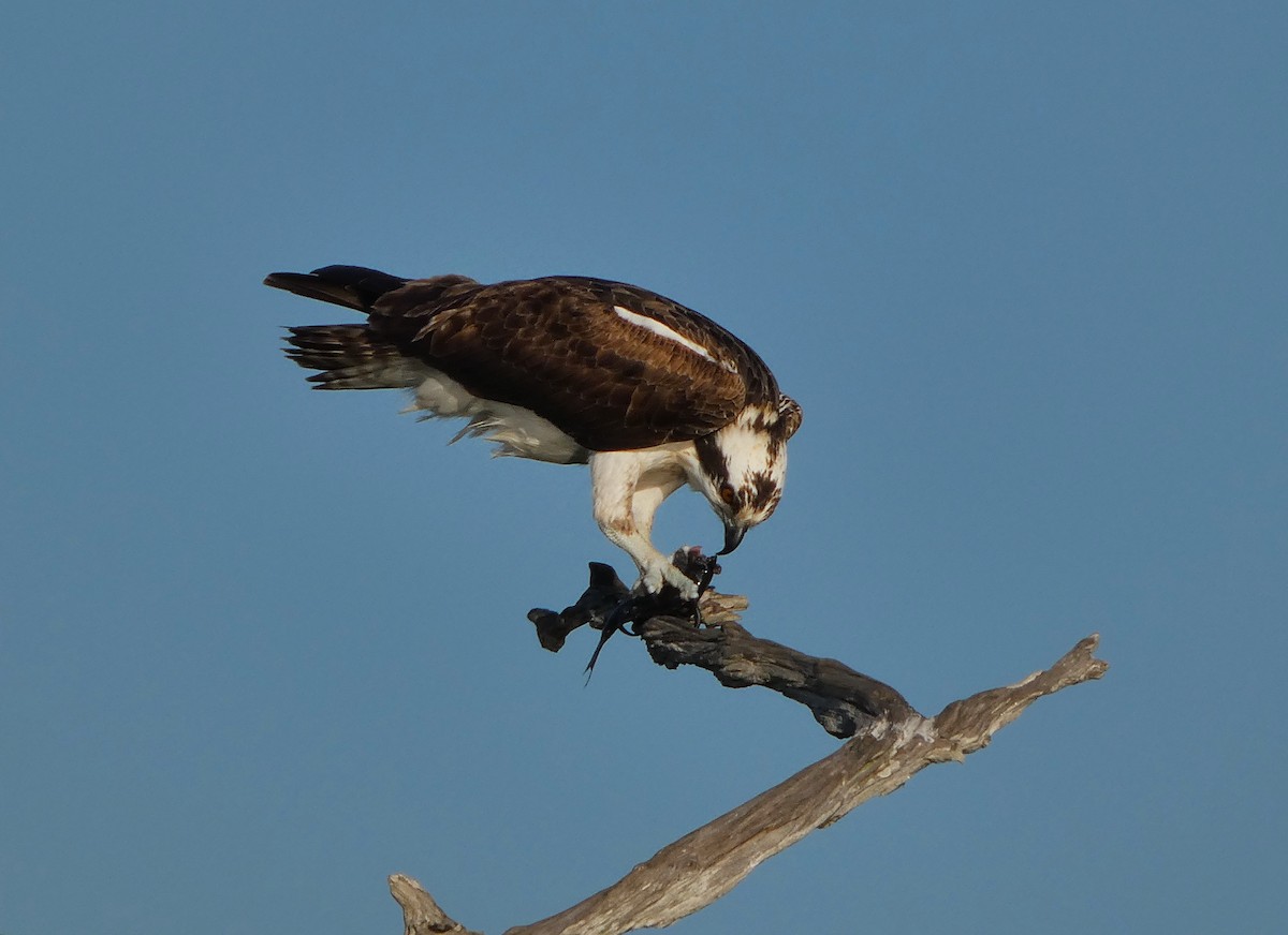 Osprey - ML646799754
