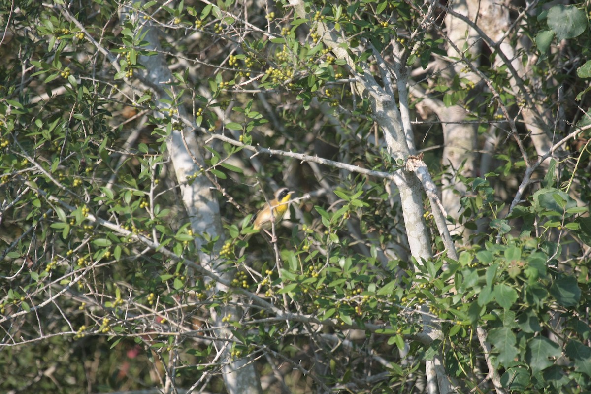 Северная желтогрудка - ML646799757