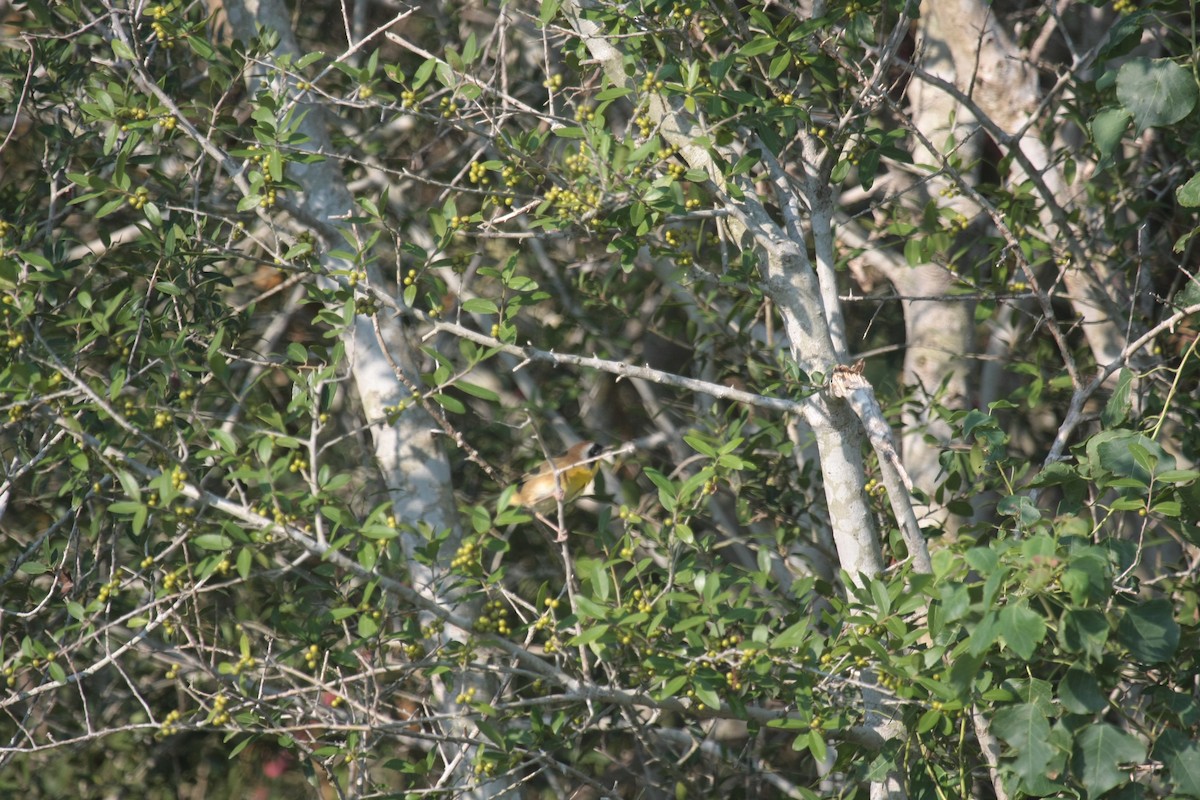 Северная желтогрудка - ML646799758